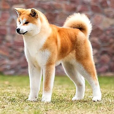 японская порода собак акита: Куплю Акита ину недорого, пол не имеет значение, хочу взять для себя