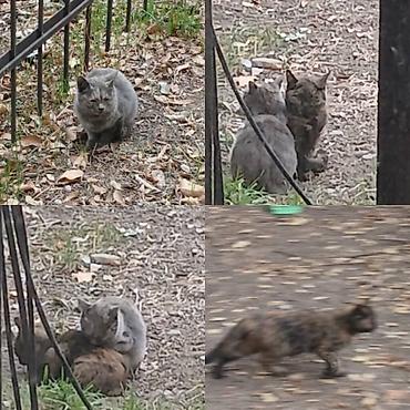 ветеринарный: Ищут дом два котёнка из одного помёта. Котята неразлучные, живут — 2
