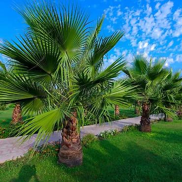 limon agacı: Palma Vashinqtoniya filamentosa (ipli vasingtoniya) – ev və bağ üçün — 6