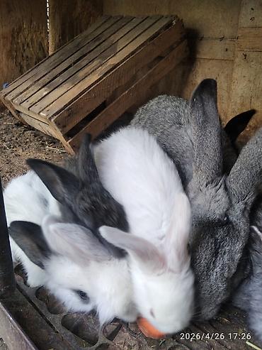 Кролики: Продаю | Крольчата — 2