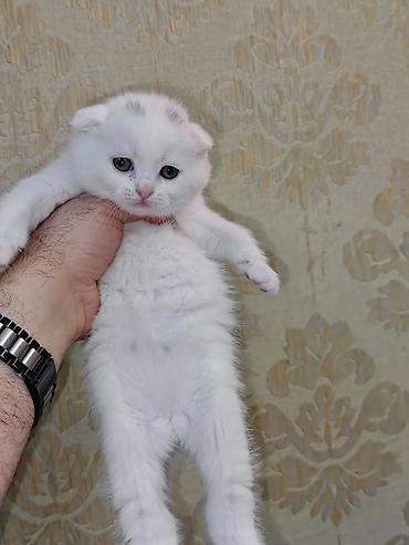 Pişiklər: Erkək, Dişi — 1