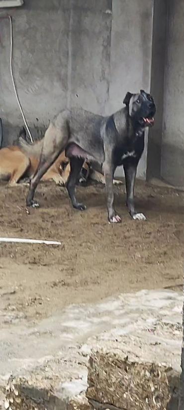 ev itləri balaca: Kanqal, 2 ay — 3