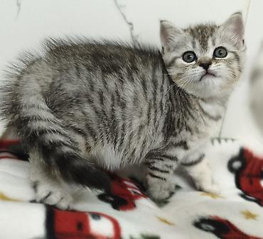 Продажа кошек: Продаются шотландские котята. Две девочки. Дата рождения 26/01/2026 — 2