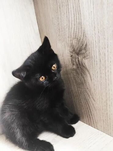 иттер ош: Продаю котенка Скоттиш страйт 2 месяца ко всему приучен 😘 срочно ‼️
