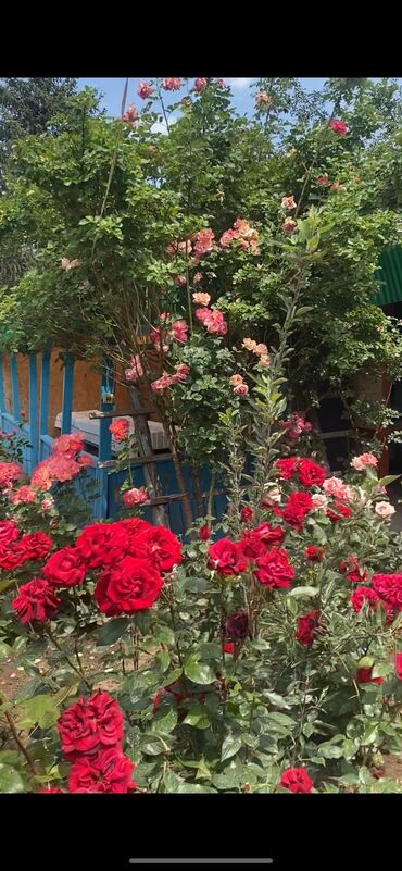 Продажа домов: Дом, 110 м², 3 комнаты, Собственник, Евроремонт — 5