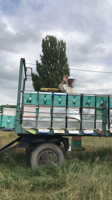 лук продам: Мёд белый