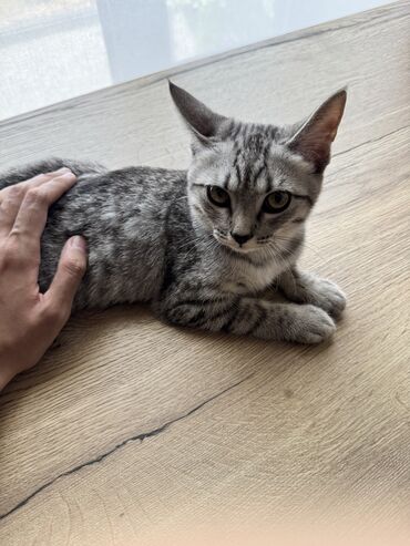 сколько стоит вислоухий котенок: 3 месяца, Мальчик