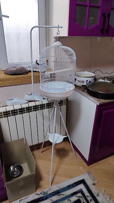bulbul qefesi: Ağ rəngli quş qəfəsi və dayaqlı asqı komplekti. - Dairəvi formalı — 2