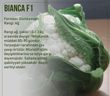 Toxumlar: Aluzze qarpiz toxumu — 17