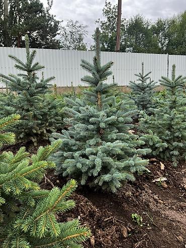 елка голубая: Ель голубая (Picea pungens Glauca) из открытого грунта - Декоративные — 3