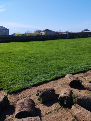 Süni qazon: Rulon qazon - Peşəkar qazon plantasiyasından kəsilib rulon halında — 5