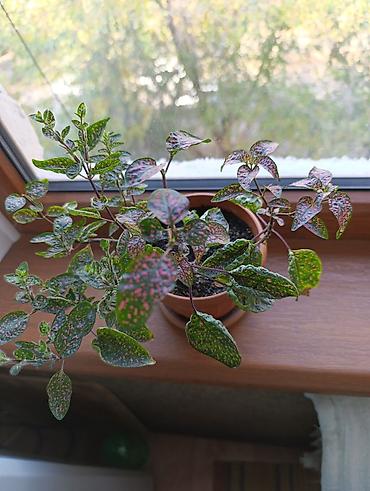 Другие комнатные растения: Продаю комнатные растения:,сцендапсус.,сансвиерия,гипоэстес.Цены от — 5