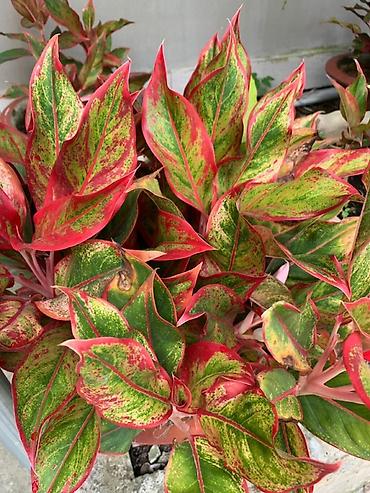 света диот: Аглаонема Red/“Красная” (Aglaonema sp., пестролистная форма) - Яркий — 1