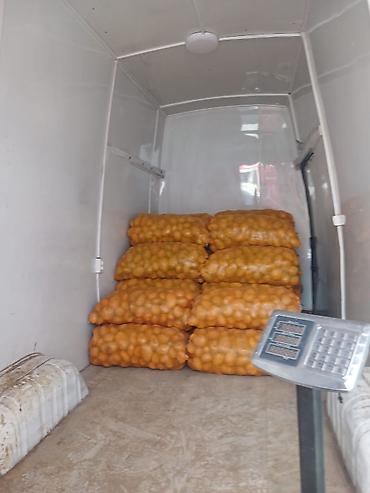 transporter multivan: Mercedes-Benz Sprinter, высокий длиннобазный фургон (макси). Кузов: - — 2
