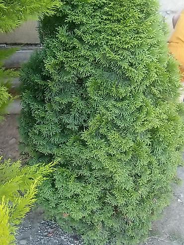 paulownia agaci: Thuja (evergreen dekorativ ağac) - Növ: Thuja/ardıc tipli həmişəyaşıl — 6