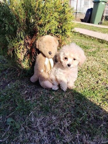 Psi: Bišon pudla štenci Štenci bi-pu, kombinacija bišon-pudla, stari 2 — 2