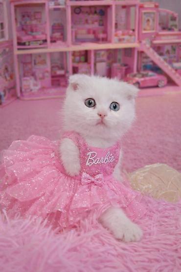 Pişiklər: Şinşilla, Dişi — 25