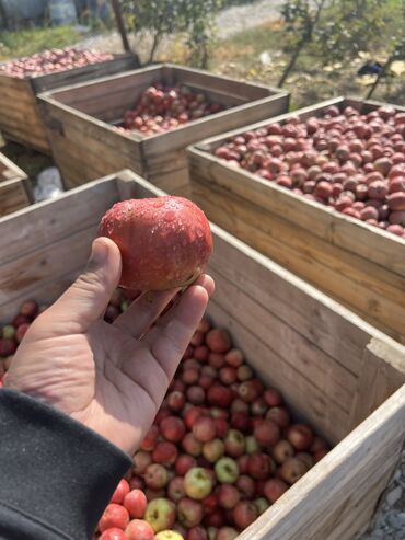 масло оптом: Алмалар Дүңүнөн