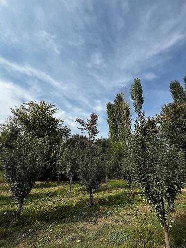 Продажа коттеджей и домов: Продаётся 💡 уютный 4-комнатный кирпичный дом в Беловодске — всего 40 — 7