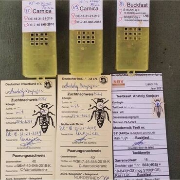 продаю тай: Пчелопакеты высокопродуктивных линий пород пчел Бакфаст F1 из