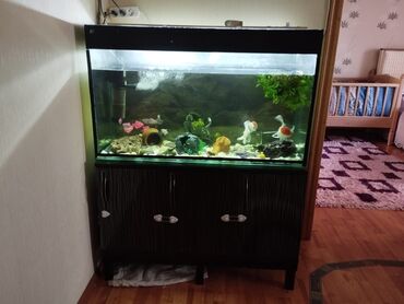 akvarium işıq: Akvaryum 200L tutuma sahibdir. Altindaki demir cerciveli mohkem şkaf