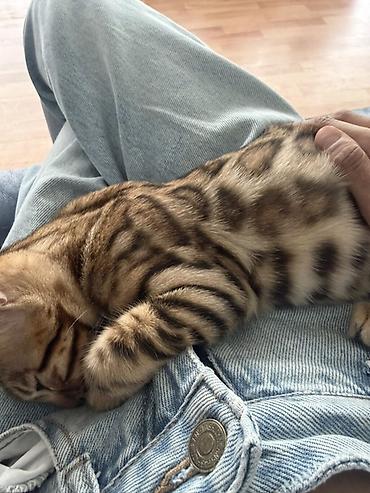 бенгальские коты: Бенгальский котёнок 3 месяца с ярким розеточным окрасом (контрастные — 3