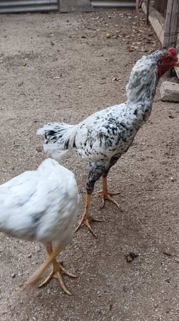 Toyuqlar: Toyuq, Damazlıq, Ünvandan götürmə — 1