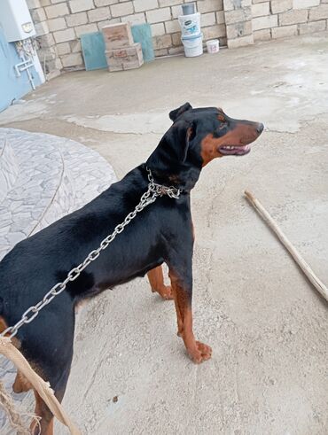 baki heyvan satisi: Doberman, 2 il, Dişi, Cütləşmə üçün, Pulsuz çatdırılma