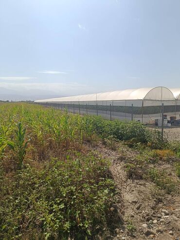Теплицы: Теплица, предназначенная для выращивания различных — 2