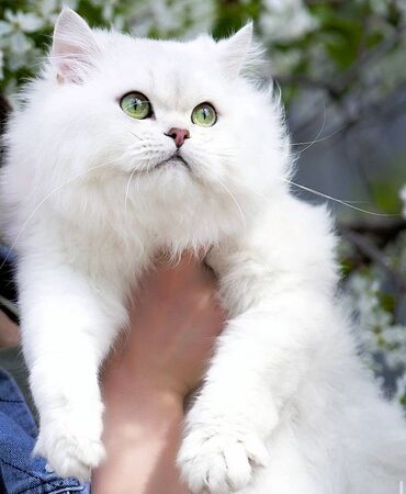 сиамские кошки: Вязка допускаются все окрасы! Два кота на вязке Scottish fold шоу