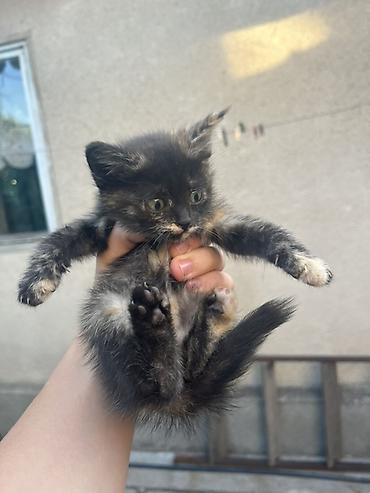 кошачий мята: Отдадим котят в хорошие руки 4 котенка : 3 девочки и 1 — 4