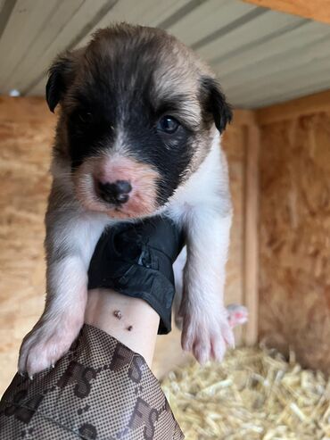 Продажа собак: Щенки (малыши на фото) - Возраст: совсем маленькие, уже открыли — 13