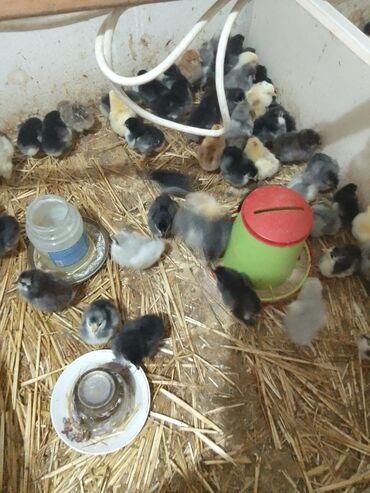 sort toyuqlar: Toyuq, Australorp, Damazlıq, Ödənişli çatdırılma