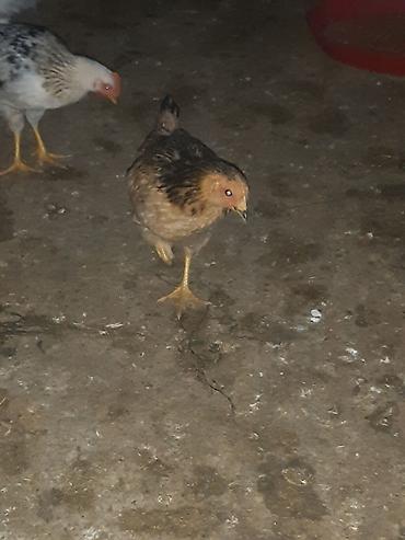 Cücələr: Toyuq cücələri, Ətlik — 4