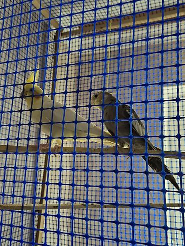 Quşlar: Nimfa (cockatiel) tutquşları – 2 ədəd 2si biryerdə satılır sarı erkək — 1