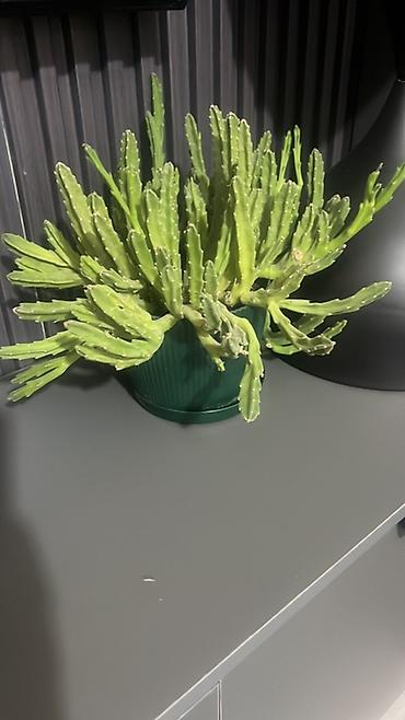 Диффенбахии: Комнатные растения в декоративных горшках - Диффенбахия крупнолистная — 36