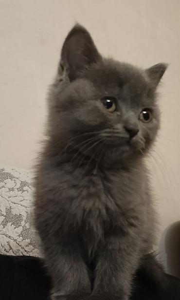 cat ruletka: Şotland, Dişi, Ödənişli çatdırılma, Ünvandan götürmə — 5