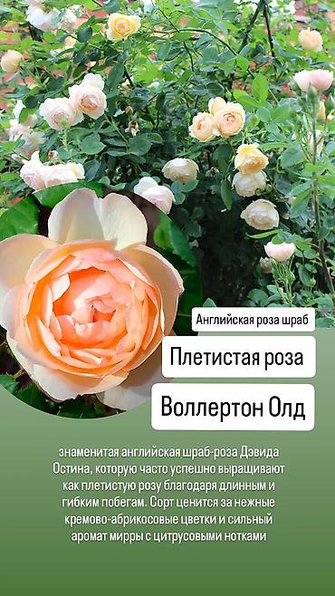 сколько стоит 101 роза в кыргызстане: Саженцы Платная доставка — 6