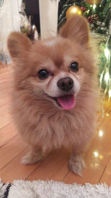 cib itleri: Şpitz, 2 il, Erkek, Peyvəndli, Ünvandan götürmə lalafo.az -da cib itleri: Şpitz, 2 il, Erkek, Peyvəndli, Ünvandan götürmə