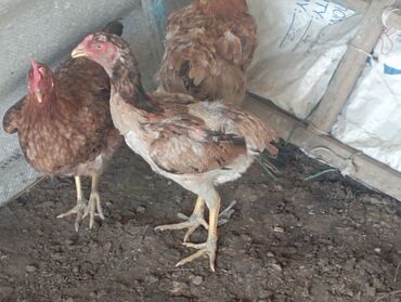 домик бутка: Малайский бойцовский курица 🐔 1500 сом ломан браун оптом 5 шт 800сом