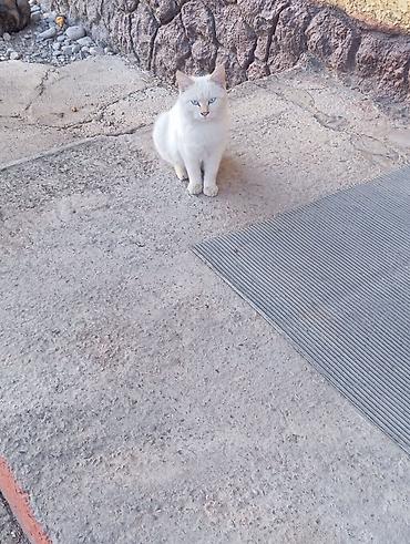 кошки сиамская: Отдам даром домашние кошки трое:2 кота и одна самка - Тип шерсти — 3