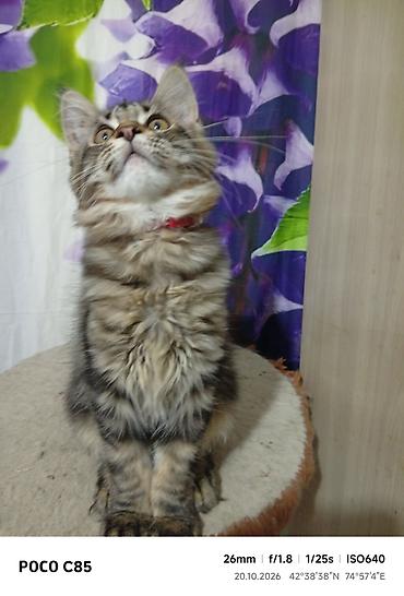 дом для кош: Гиганты Кошачьего мира❤️ Мейн-Куны❤️❤️❤️Монопольный Мини питомник — 3