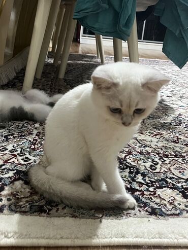 scottish pişik: Amerikan Shorthair, Dişi, Yaxşı əllərə, Ünvandan götürmə