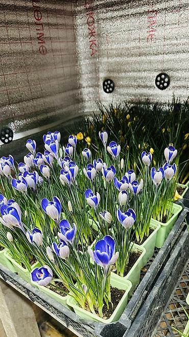 Букеты из живых цветов: ТЮЛЬПАНЫ ТЮЛЬПАНЫ ТЮЛЬПАНЫ на 8 марта. Бронь - Палитра: ярко‑желтые — 7