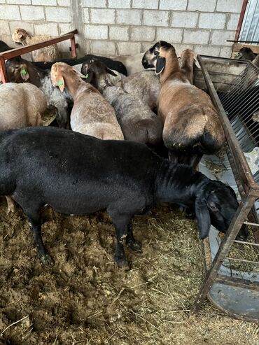Бараны, овцы: Продаю | Баран (самец) | Гиссарская, Эдильбаевская, Арашан | На забой, Для разведения | Осеменитель
