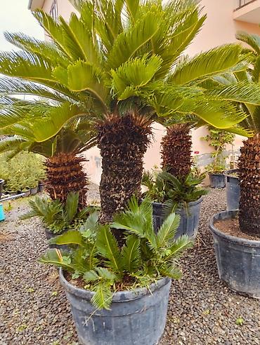 finiks palma: Saqo palması (Cycas revoluta) – iri plastik dibçəklərdə - Dekorativ — 7