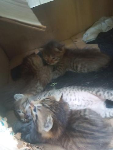 Животные: Отдам в добрые руки.Котята от домашней кошки,но по непонятным — 3