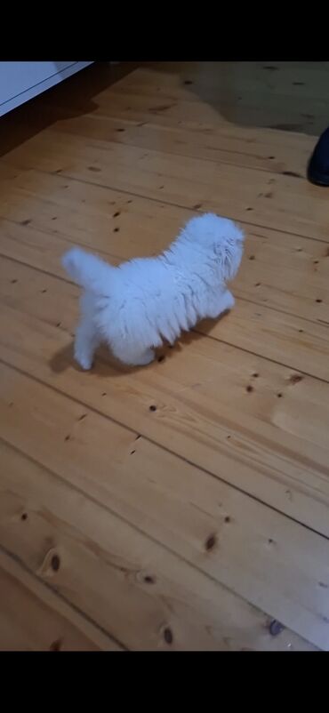 Pişiklər: Şotland yastı qulaq — 28