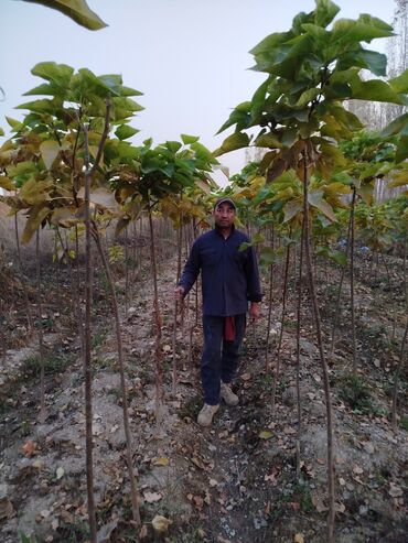 Декоративные деревья: Саженцы деревьев: Клёны — 5