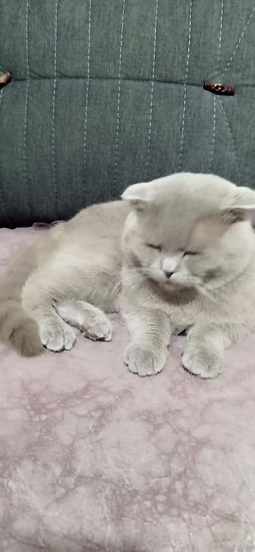 Кошки: Шотландская — 5